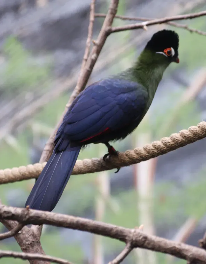 File:Tauraco hartlaubi Kristiansand Zoo 01.JPG