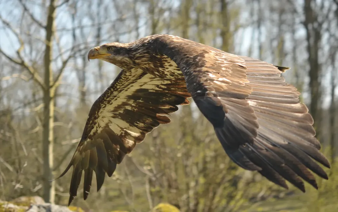 File:Haliaeetus leucocephalus (Linnaeus 1766).jpg