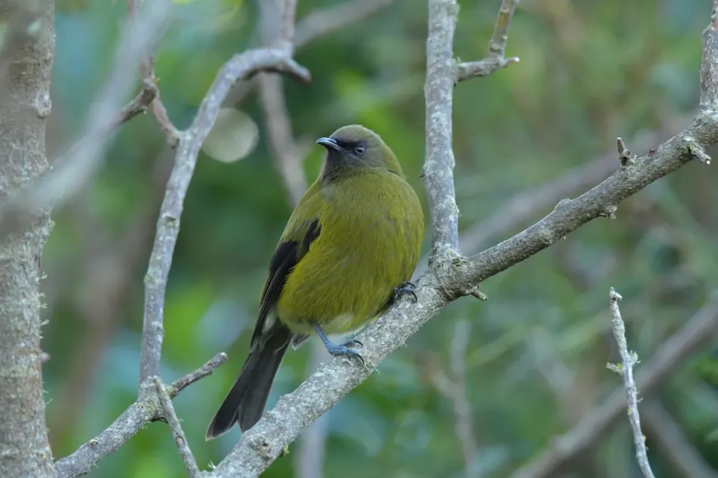 File:Anthornis melanura ssp. melanura.jpg