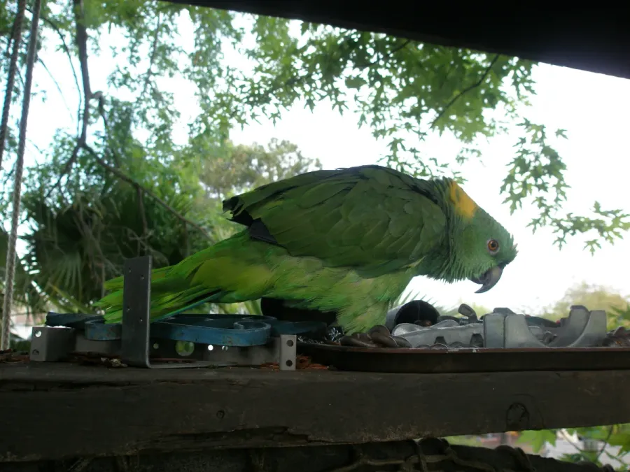 File:Amazona auropalliata -pet-8a.jpg