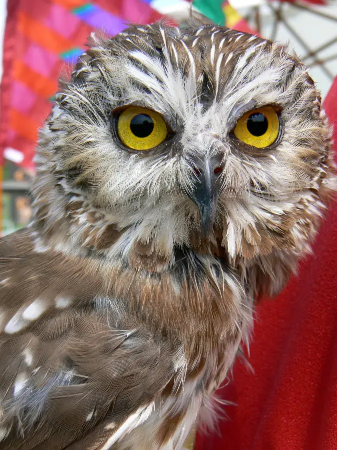 File:Northern Saw-Whet Owl (Aegolius acadicus).jpg