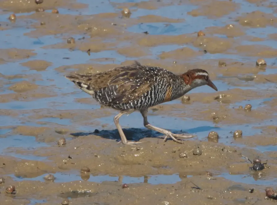 File:Gallirallus philippensis ssp. assimilis.jpg