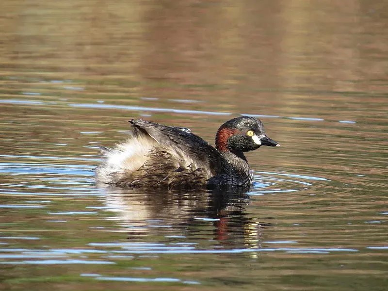File:Tachybaptus novaehollandiae novaehollandiae, Whangārei, New Zealand.jpg
