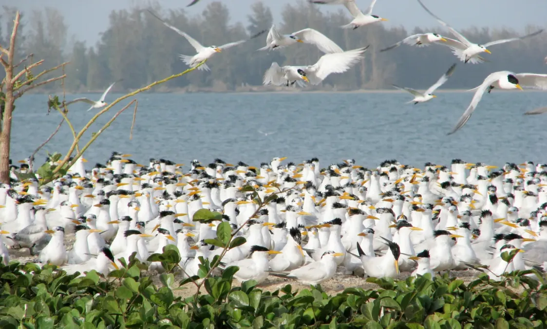 File:Thalasseus albididorsalis, Langue de Barbarie NP, Saint-Louis Region, Senegal 01.jpg