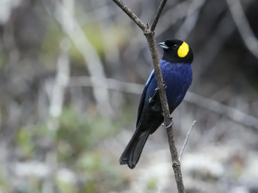 File:Iridosornis reinhardti - Yellow-scarfed Tanager (cropped).jpg