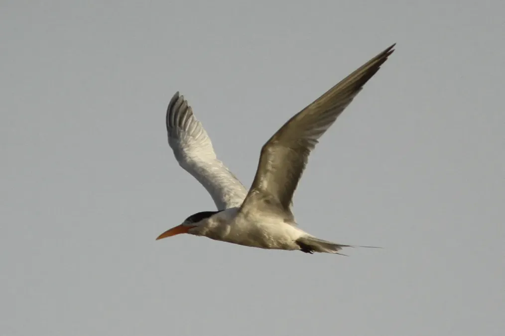 File:Thalasseus albididorsalis, M'bour, Senegal 1.jpg