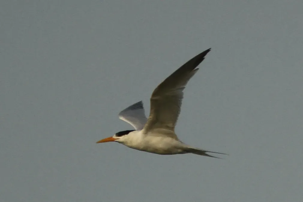 File:Thalasseus albididorsalis, M'bour, Senegal 2.jpg