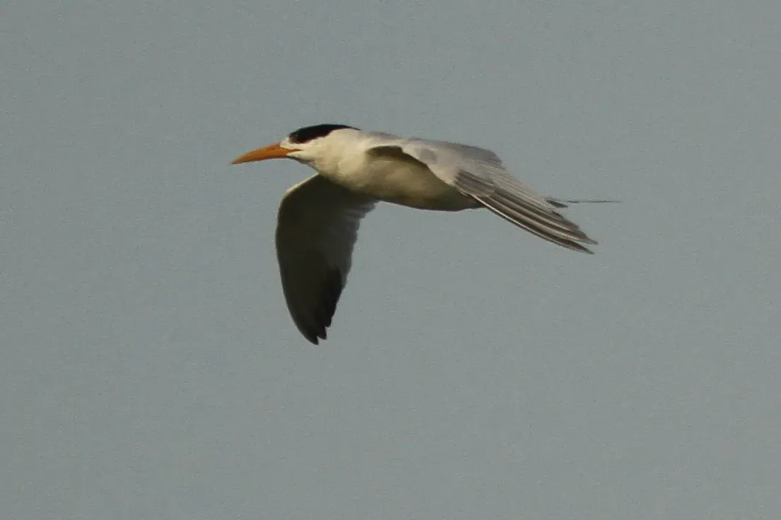 File:Thalasseus albididorsalis, M'bour, Senegal 3.jpg