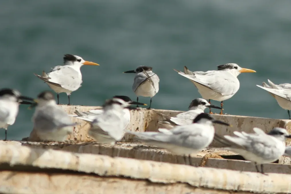 File:Thalasseus albididorsalis & Thalasseus sandvicensis, Dakar, Senegal 1.jpg