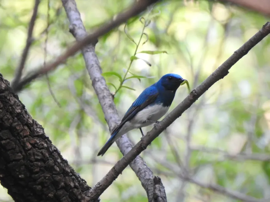 File:Zappey's Flycatcher, Cyanoptila cumatilis,Xiaolongmen National Forest Park, Beijing, China.jpg