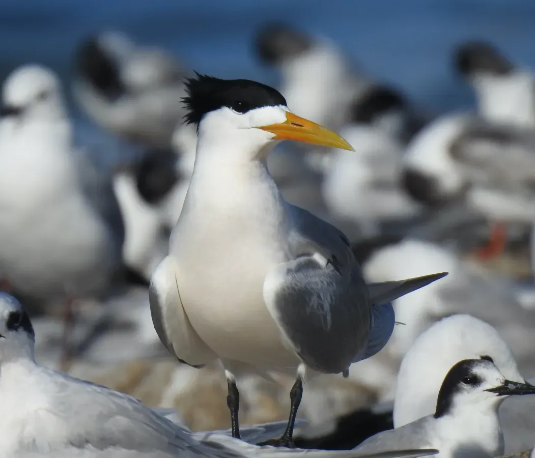 File:Thalasseus bergii, Gansbaai, Western Cape, South Africa 1.jpg