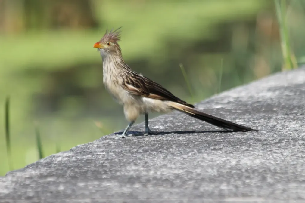 File:Guira Cuckoo, Buenos Aires, Argentina.jpg