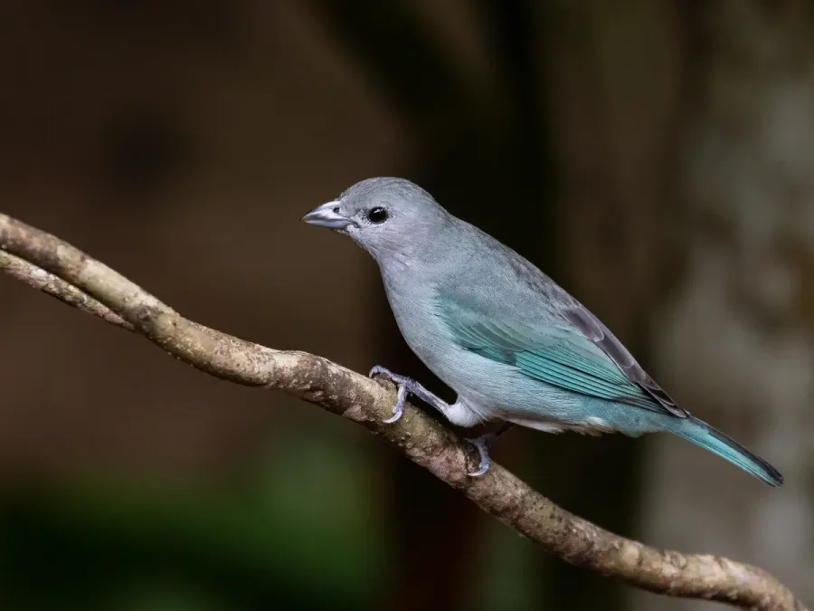 File:Thraupis sayaca - Sayaca Tanager - Bertioga, São Paulo, Brazil.jpg