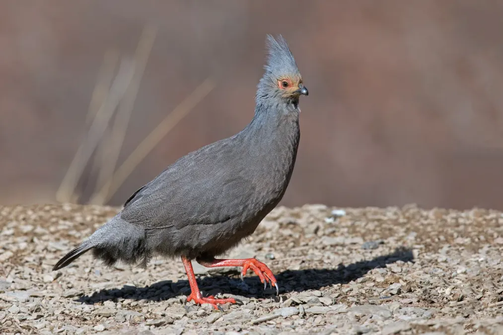 File:Ithaginis cruentus geoffroyi, Garzê Tibetan AP, Sichuan 9S3A1919.jpg