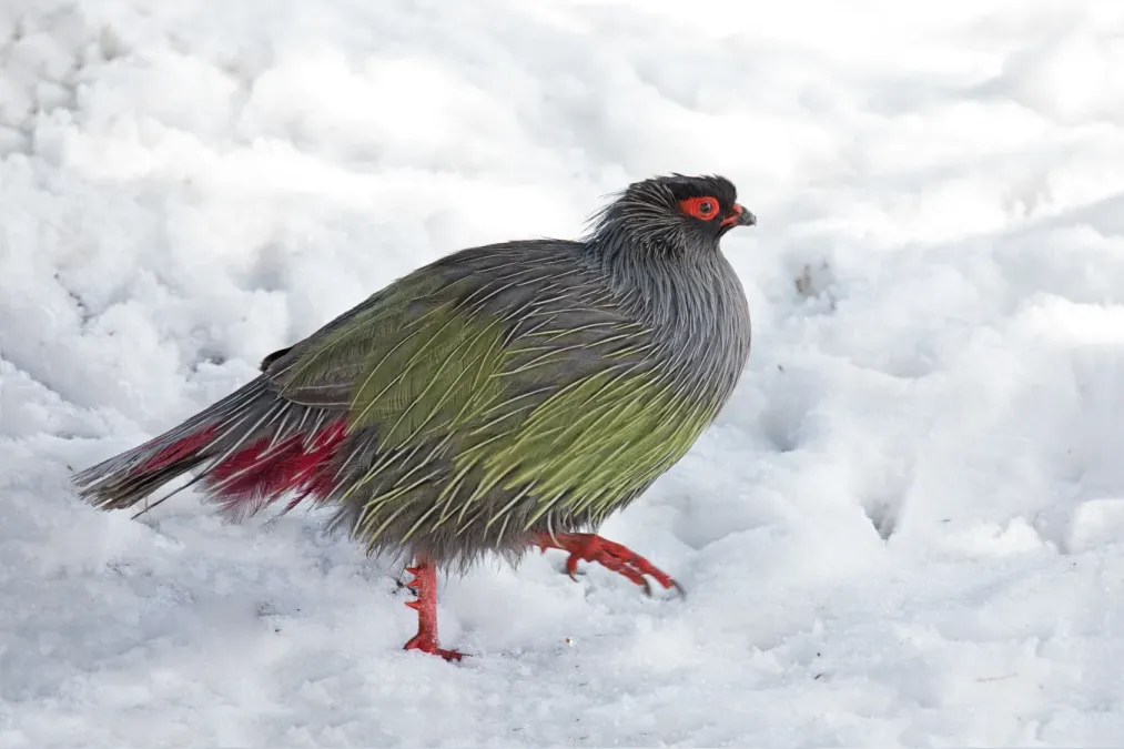 File:Ithaginis cruentus geoffroyi, Garzê Tibetan AP, Sichuan 9S3A1606.jpg