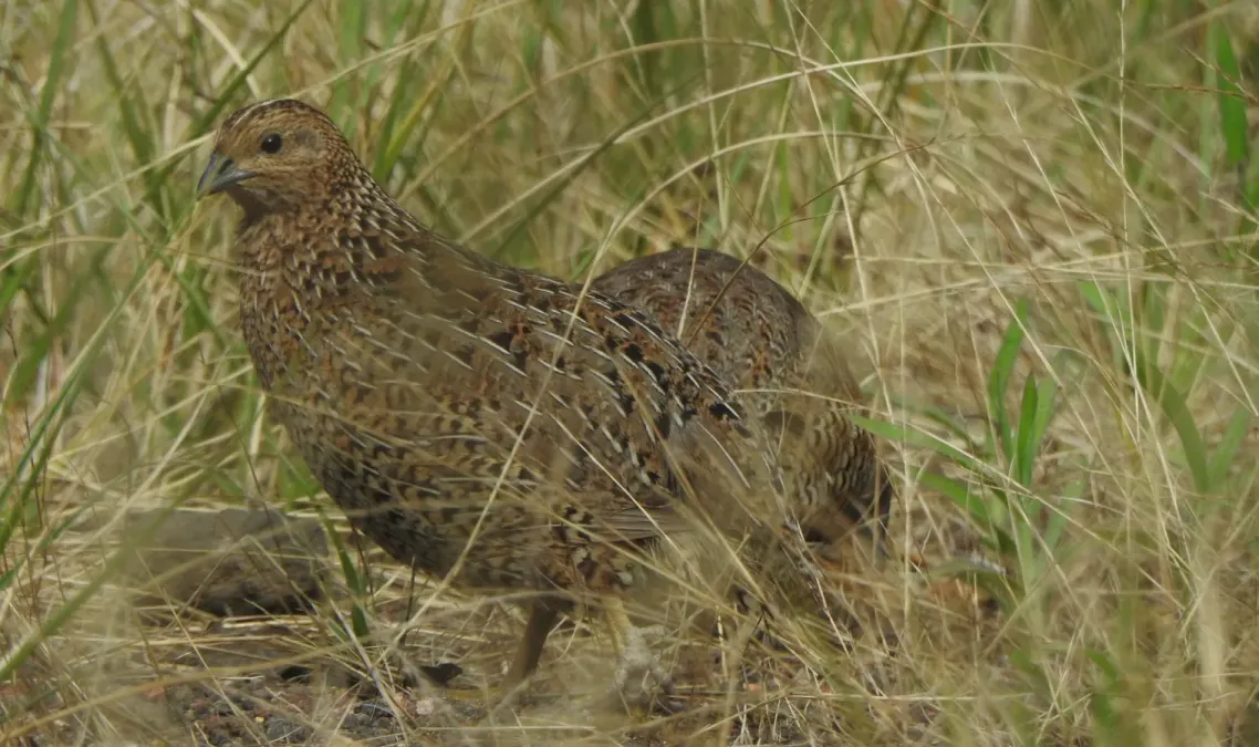 File:Synoicus ypsilophorus ssp. australis.jpg