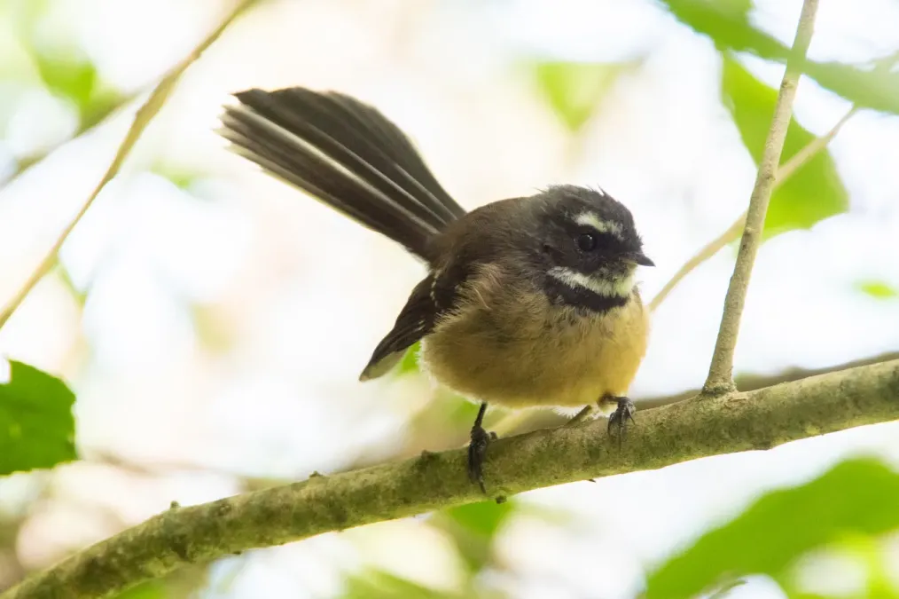 File:Rhipidura fuliginosa ssp. placabilis.jpg