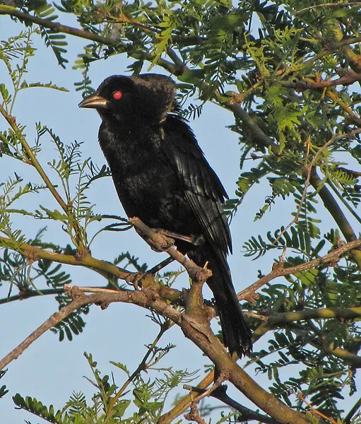 File:Molothrus aeneus -Tucson, Arizona, USA-8 (1).jpg