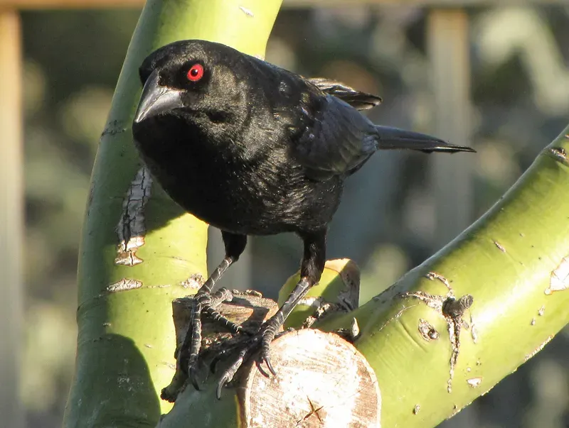File:Molothrus aeneus -Tucson, Arizona, USA-8 (3).jpg
