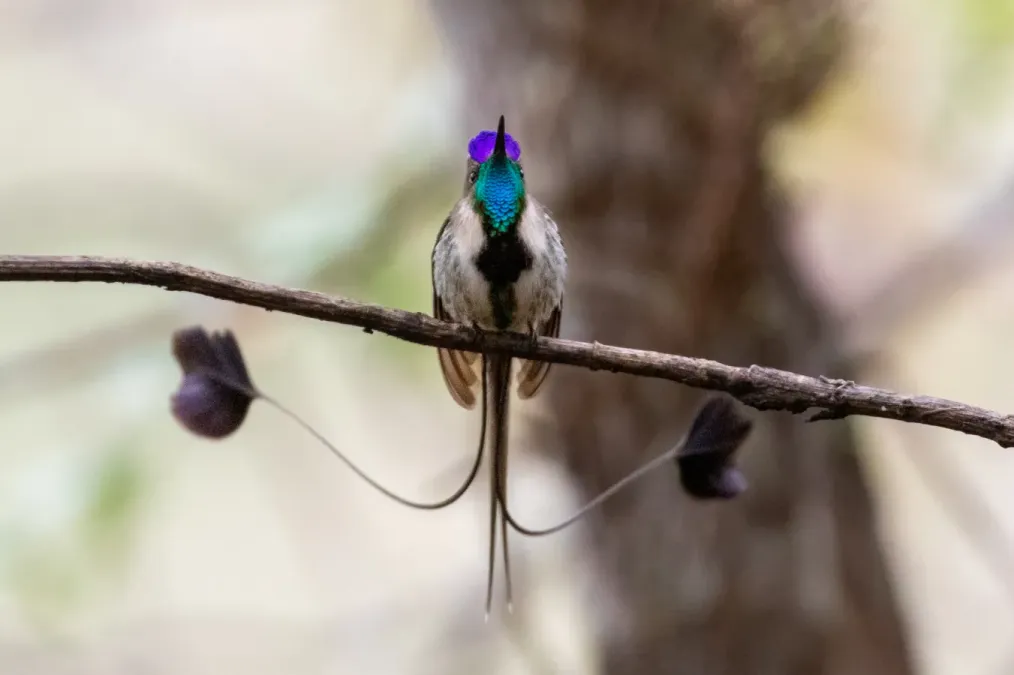 File:Loddigesia mirabilis 114707771.jpg
