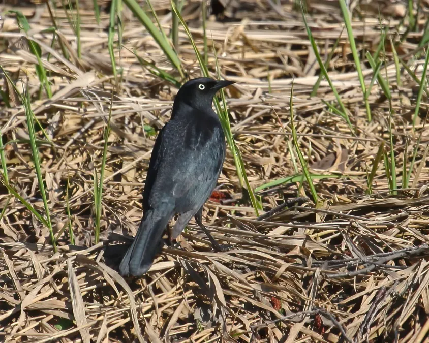 File:Euphagus carolinus CT.jpg