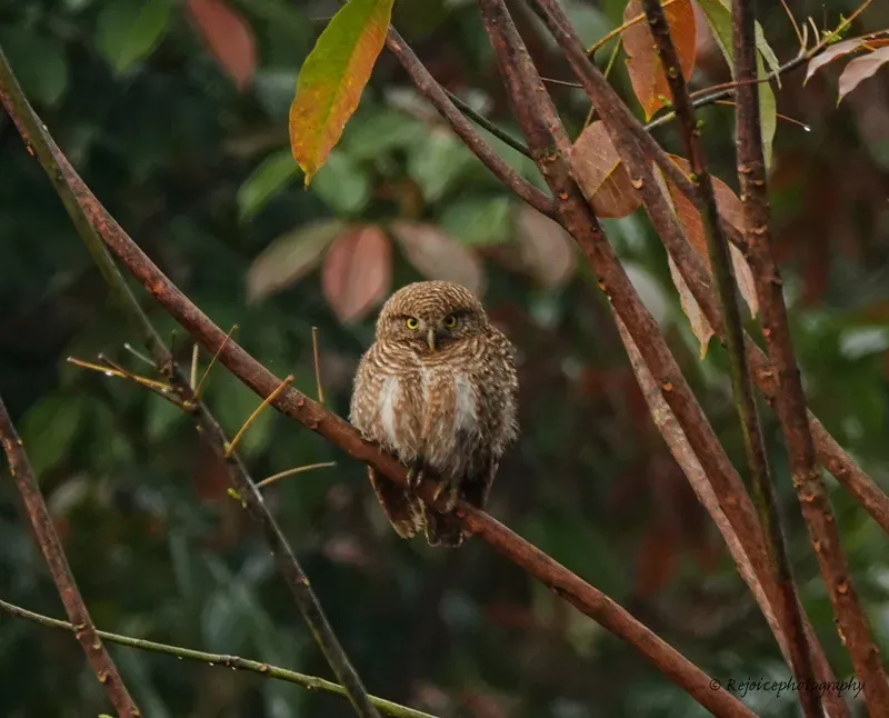 File:Glaucidium cuculoides 32162501.jpg