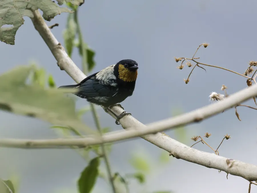File:Stilpnia viridicollis - Silvery Tanager - male.jpg