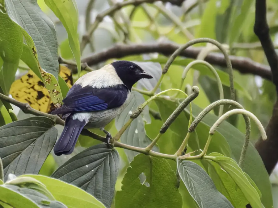 File:Stilpnia cyanoptera - Black-headed Tanager - male (cropped).jpg