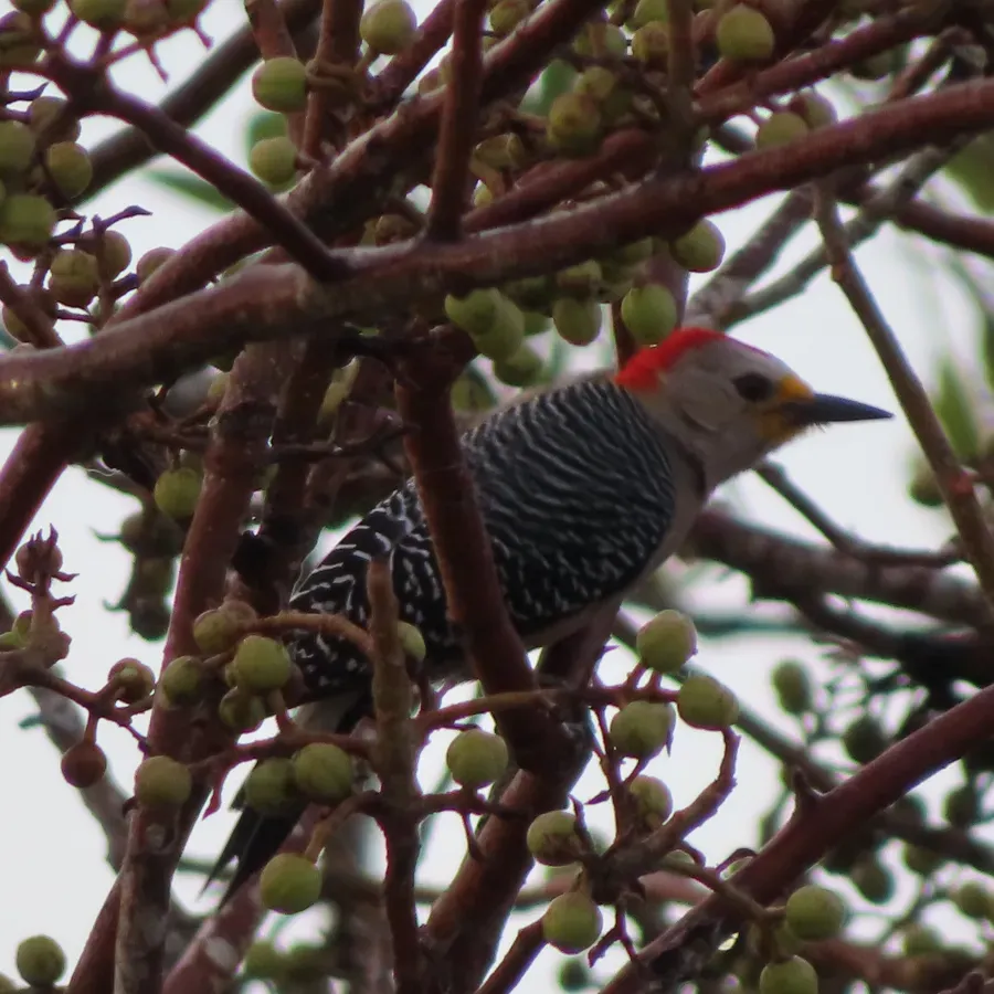 File:Yucatán woodpecker (Melanerpes pygmaeus rubricomus)-male-Mexico-Yucatán-Celestún.jpg