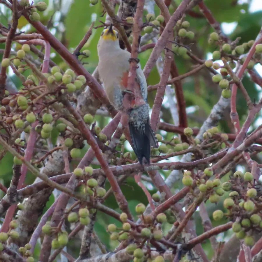 File:Yucatán woodpecker (Melanerpes pygmaeus rubricomus)-ventral-Mexico-Yucatán-Celestún.jpg