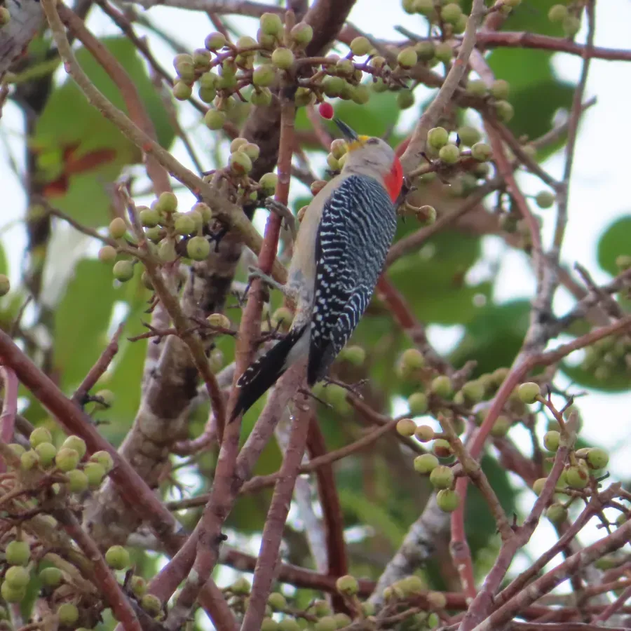 File:Yucatán woodpecker (Melanerpes pygmaeus rubricomus)-side-Mexico-Yucatán-Celestún.jpg