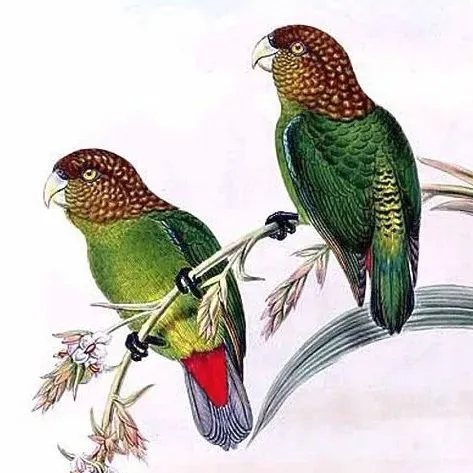 File:Psittacella modesta.jpg