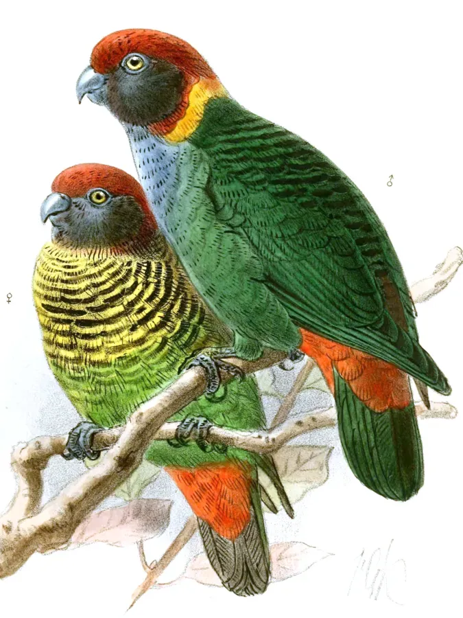 File:Psittacella picta.jpg