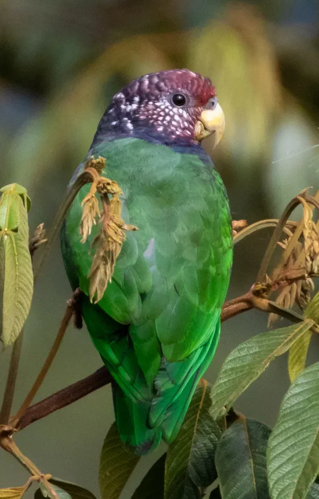 File:Pionus tumultuosus 69270129 (cropped).jpg