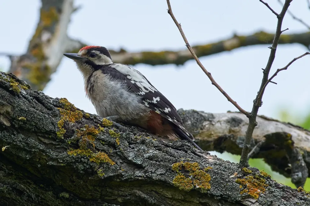 File:Syrian woodpecker (Dendrocopos syriacus).jpg