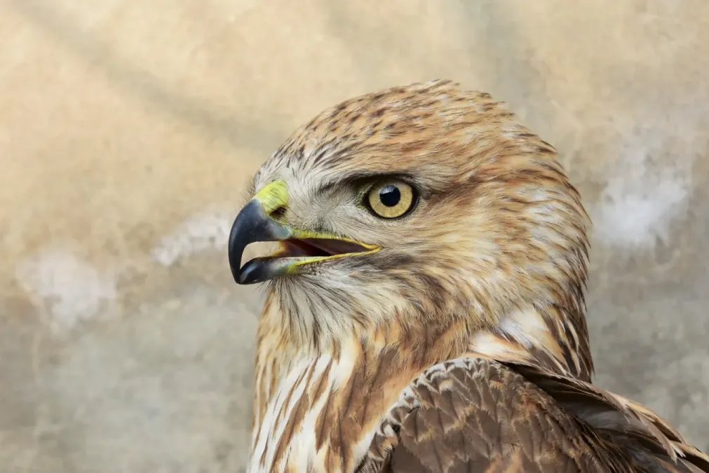 File:Buteo japonicus 2256.jpg