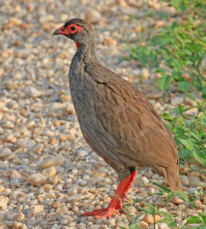 File:Red-necked spurfowl (Pternistis afer cranchii), crop.jpg