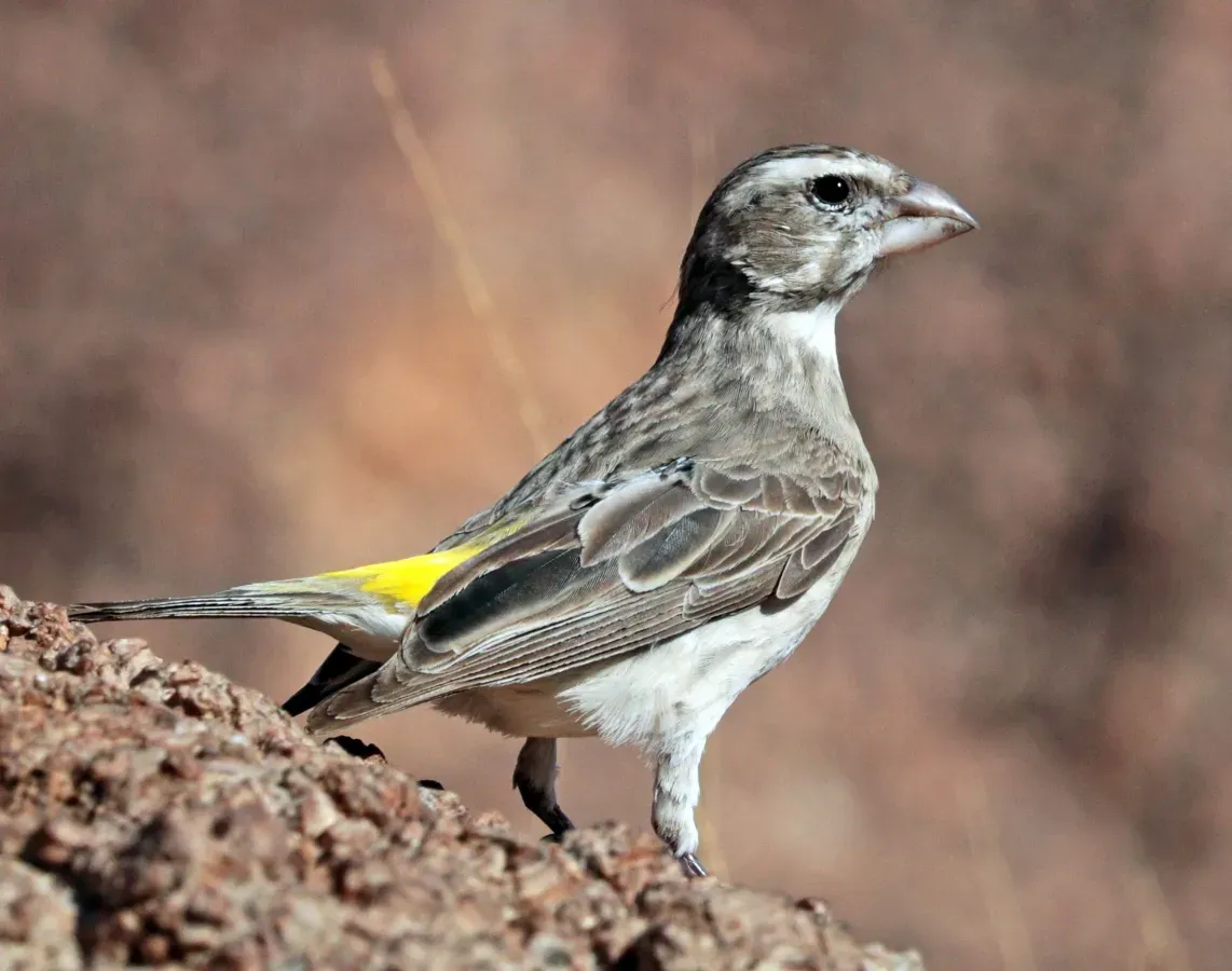 File:White-throated canary (Crithagra albogularis crocopygia), crop.jpg