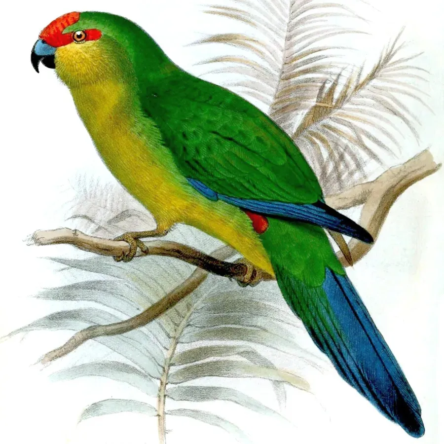 File:Cyanoramphus saisseti.jpg