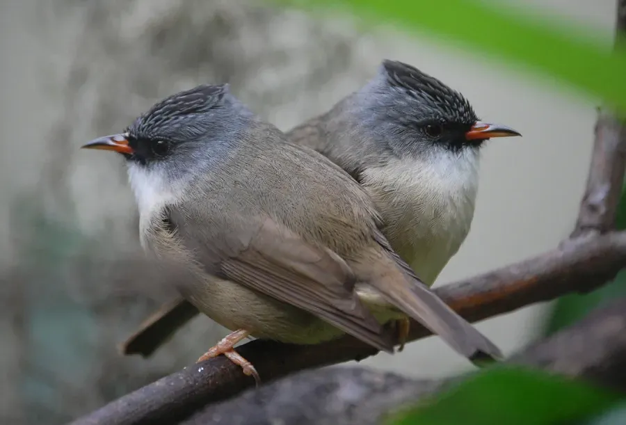 File:Yuhina nigrimenta.jpg