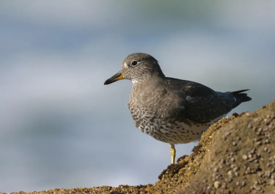 File:Surfbird (Calidris virgata) (51070859602).jpg