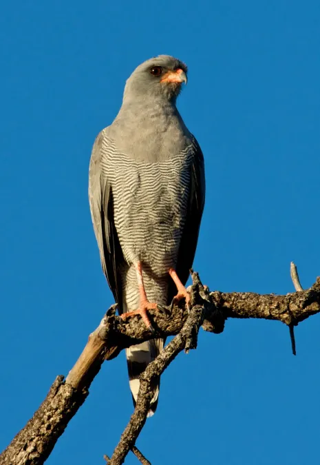 File:Melierax metabates -Kapama Game Reserve, South Africa-8-4c.jpg
