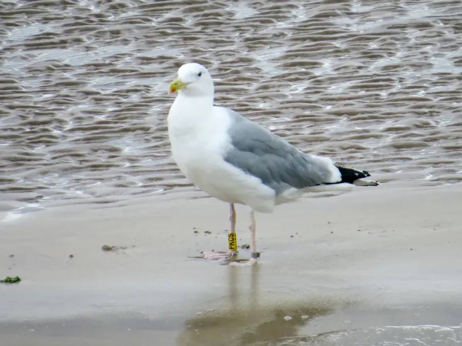 File:Larus cachinnans PKCS 2015-08-06 Amble, Northumberland 3.jpg