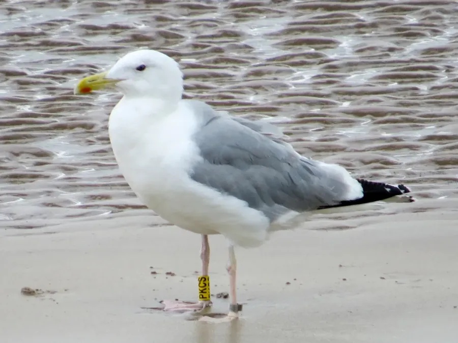 File:Larus cachinnans PKCS 2015-08-06 Amble, Northumberland 1.jpg