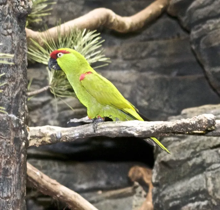 File:Rhynchopsitta pachyrhyncha -captive-8a.jpg
