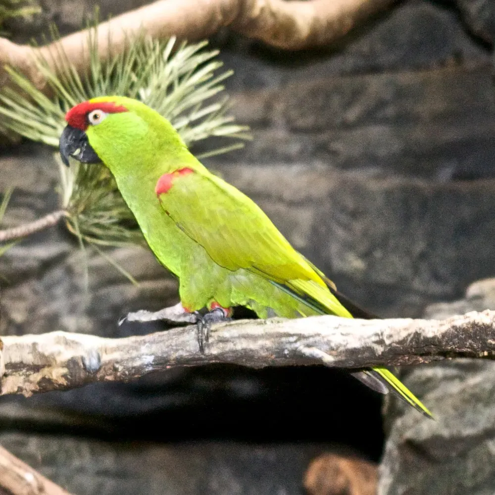 File:Rhynchopsitta pachyrhyncha -captive-8a-4c.jpg