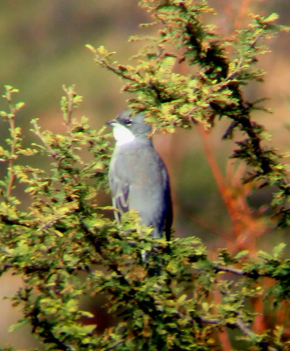 File:Common Diuca-finch.jpg