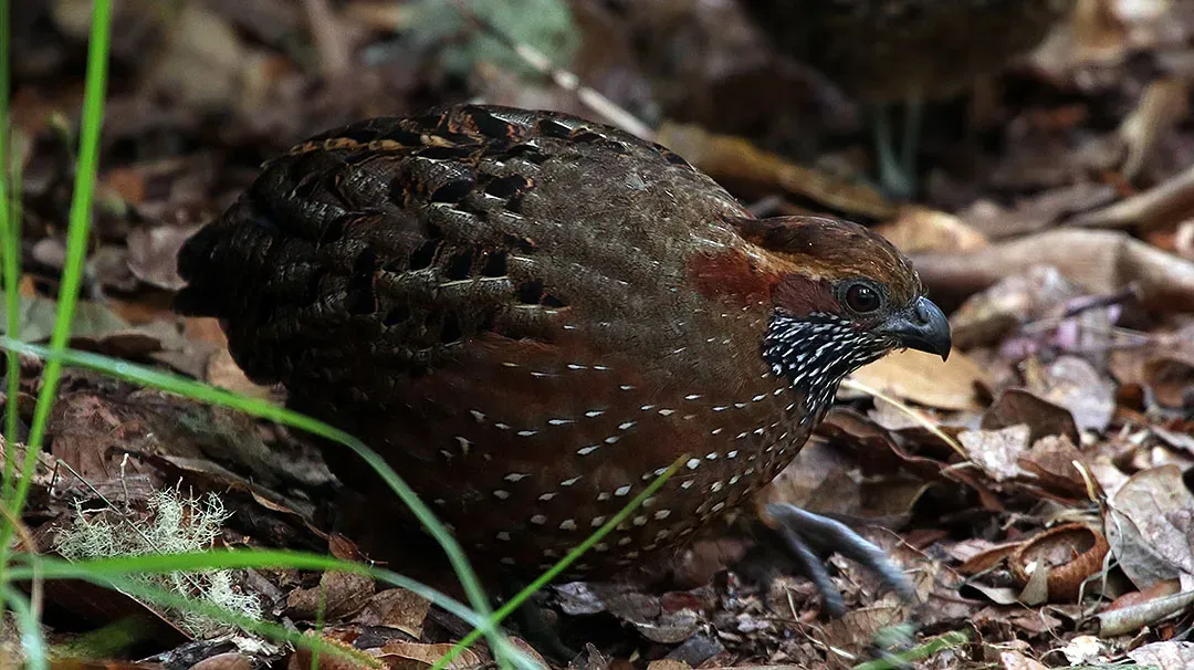 File:Odontophorus guttatus 01.jpg