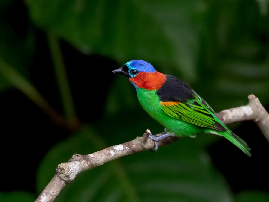 File:Tangara cyanocephala - Red-necked Tanager (male); Bertioga, São Paulo, Brazil 2.jpg
