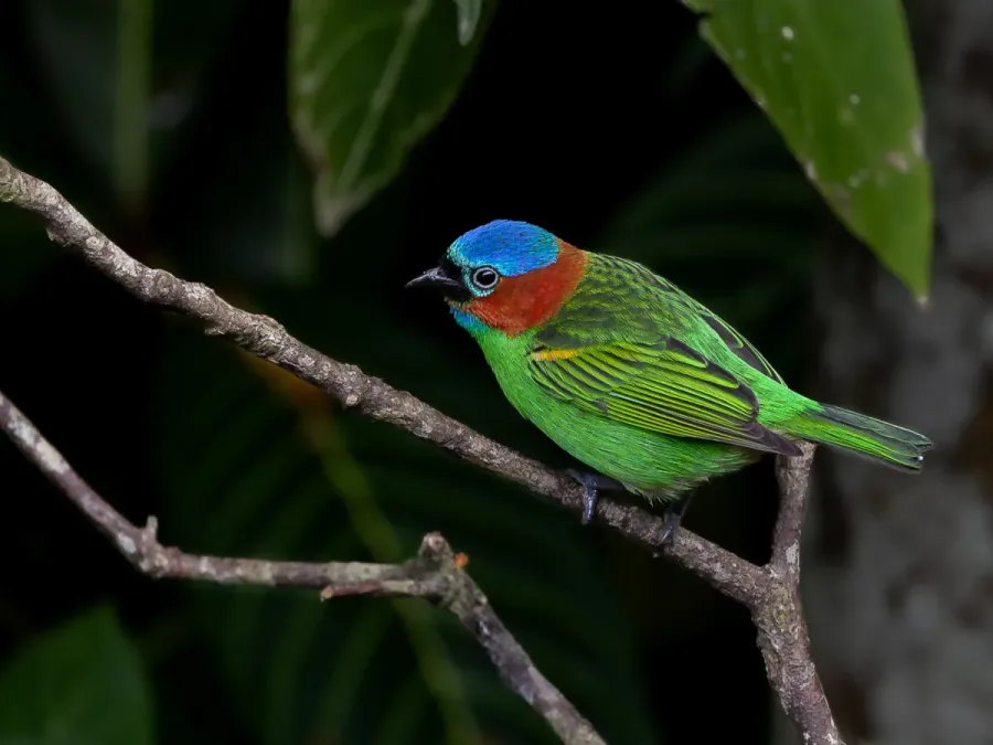 File:Tangara cyanocephala - Red-necked Tanager (female); Bertioga, São Paulo, Brazil.jpg